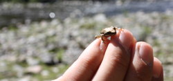 Frog in hand